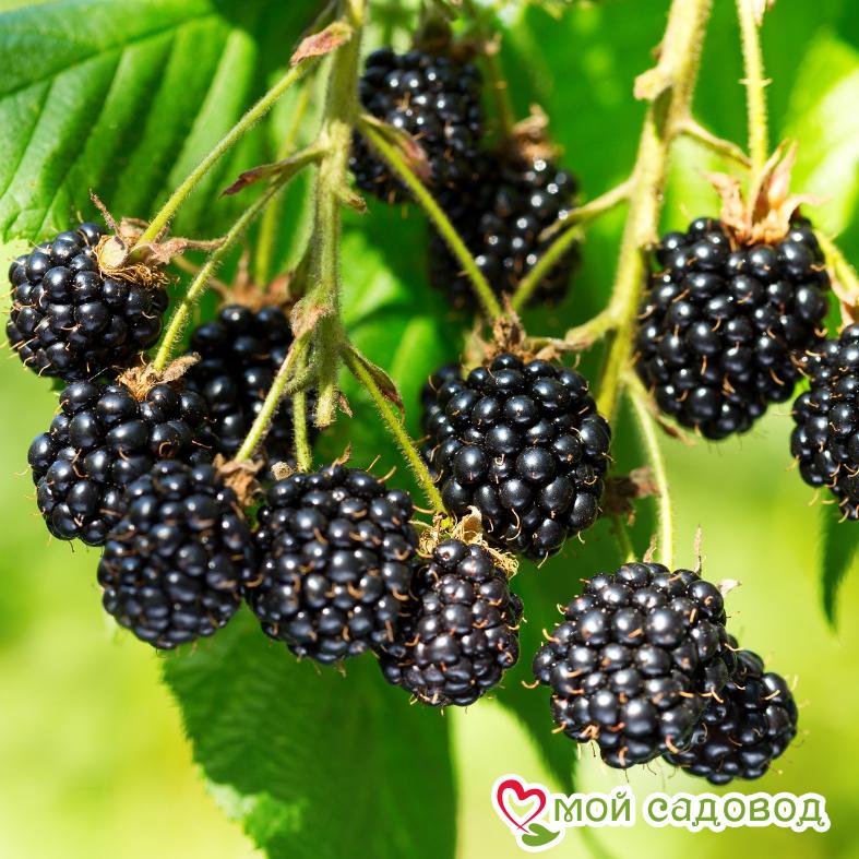 Ежевика кустовая "Трипл Краун"