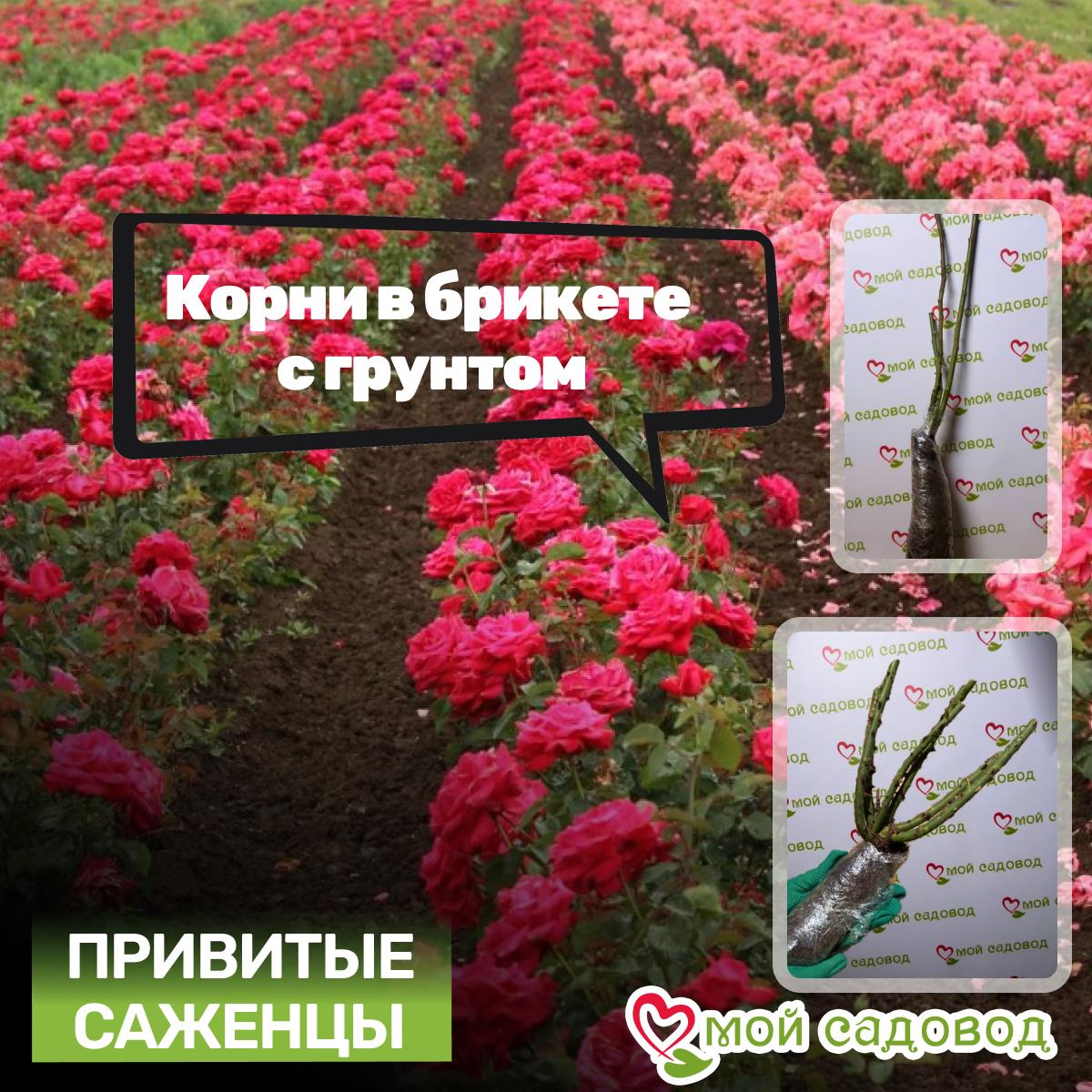 Роза Вайсе Вольке