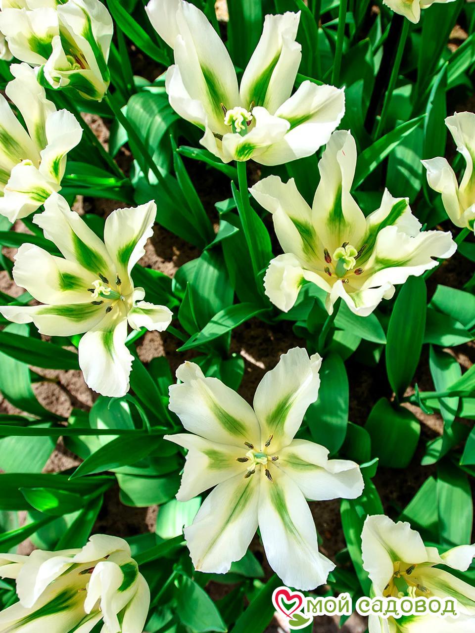 Тюльпан зеленоцветный Уайт Спринг Грин