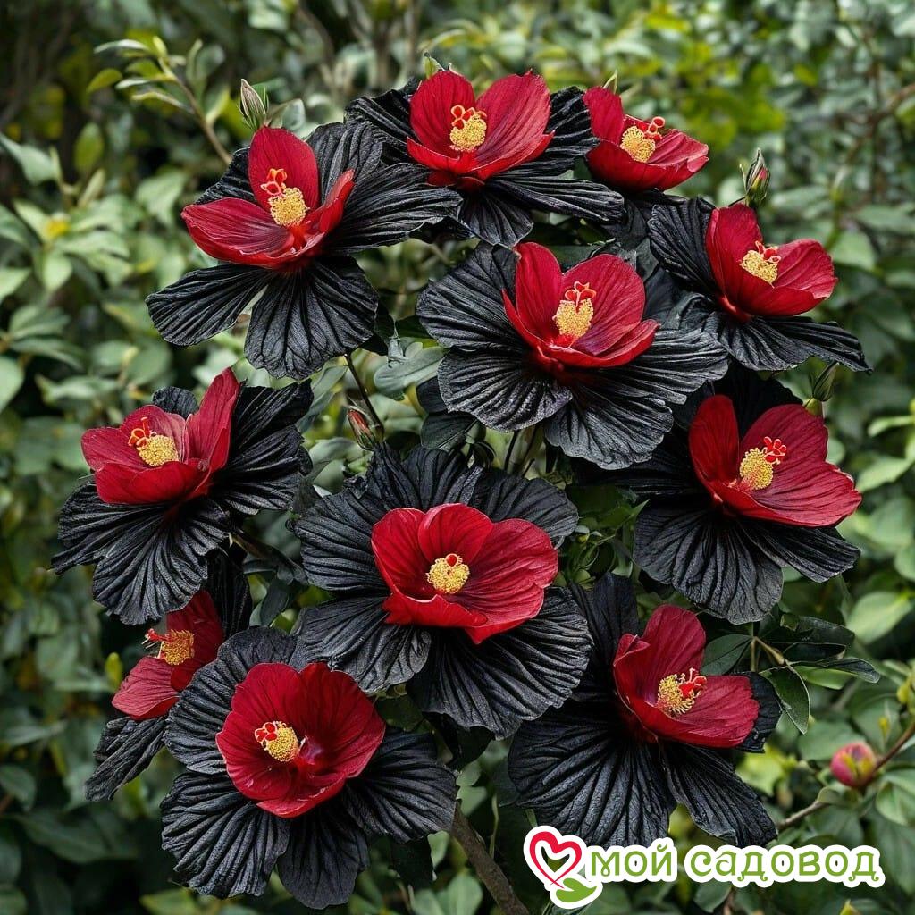 Гибискус Шиммеринг